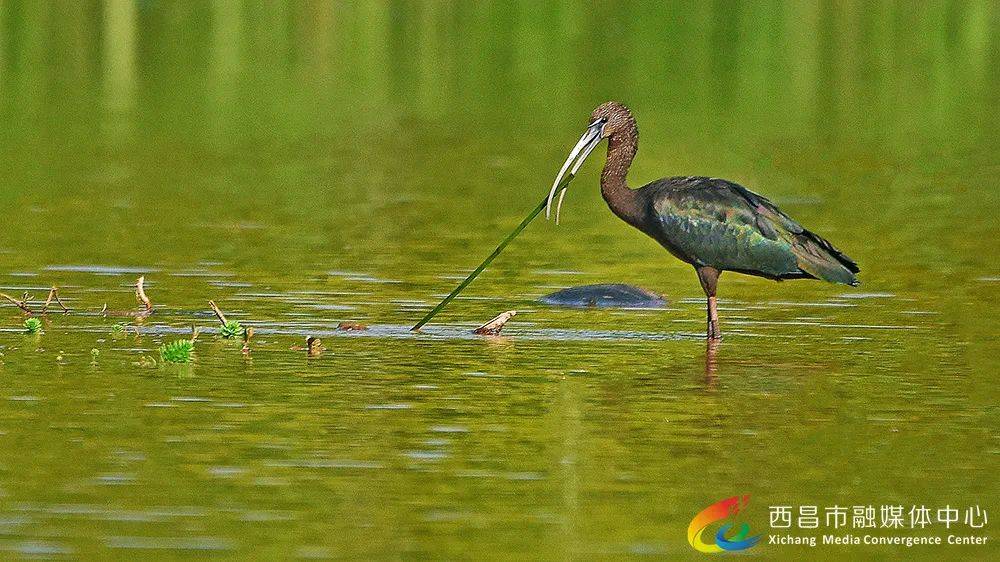 【西昌市摄影家协会作品展】黄成德:鸟类掠影