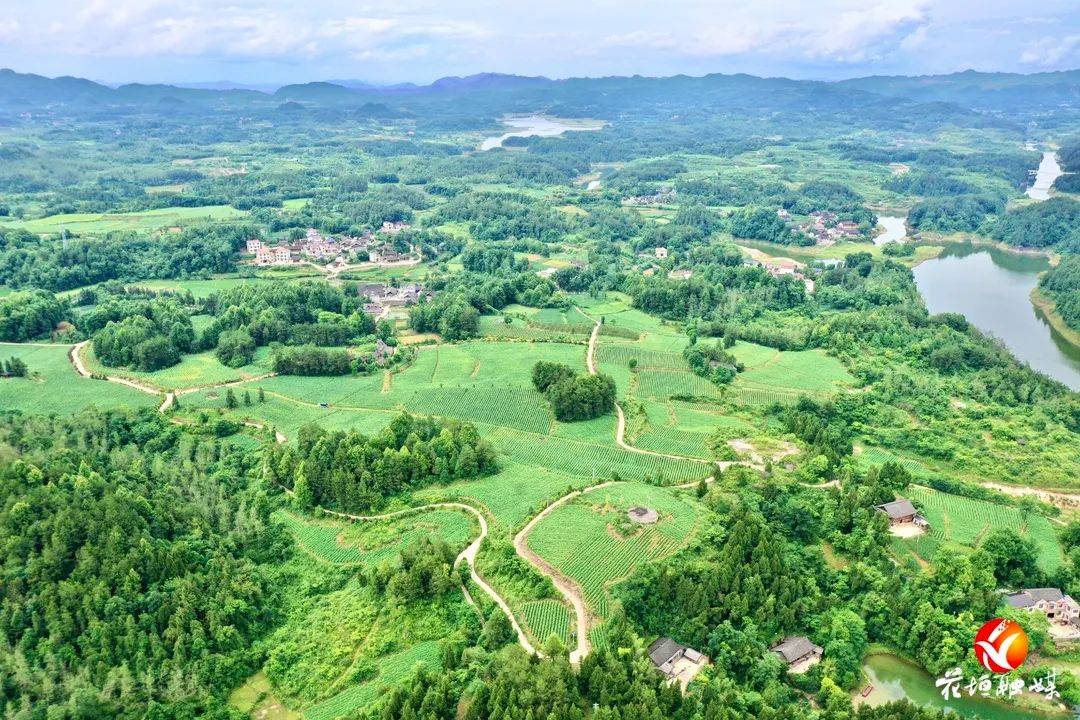 花垣:近3万亩"金叶"赶"烤"忙,预计产值1.3亿元_烟叶_龙潭_种植