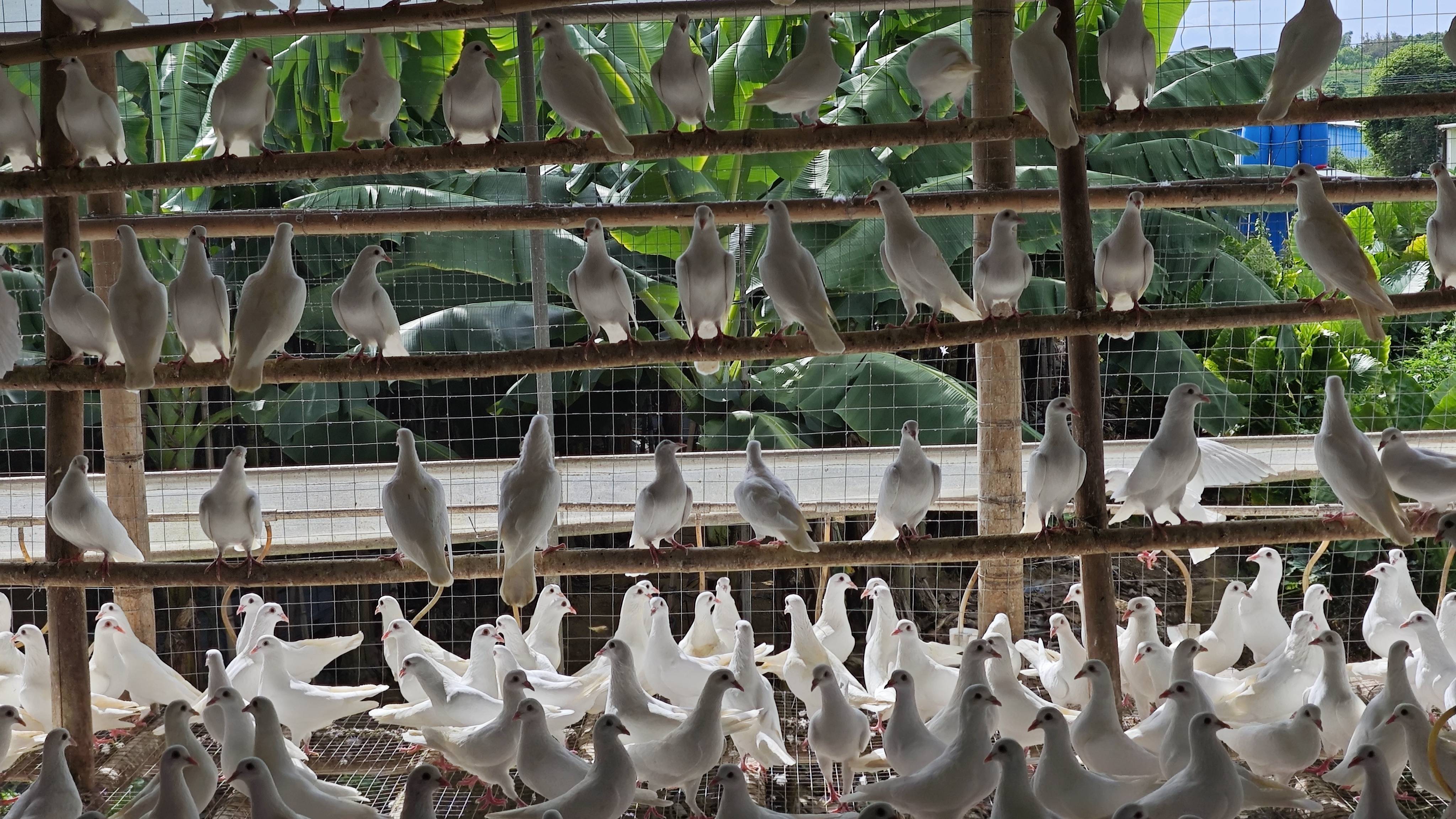 不存在的,深圳人请尽管来江门_鸽子_历史_申红洲