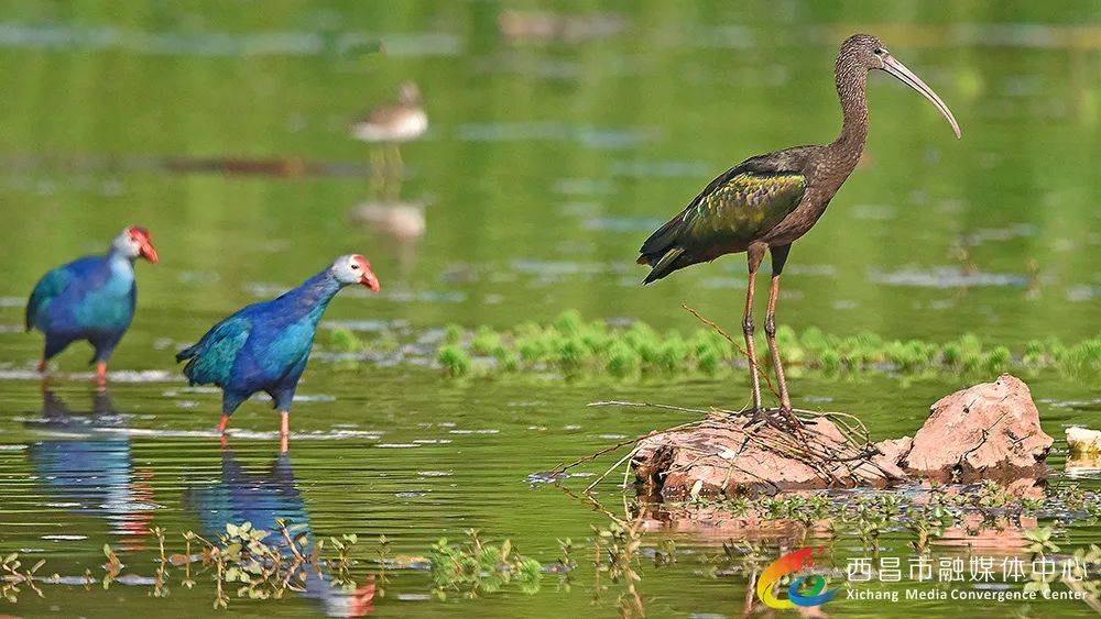 【西昌市摄影家协会作品展】黄成德:鸟类掠影