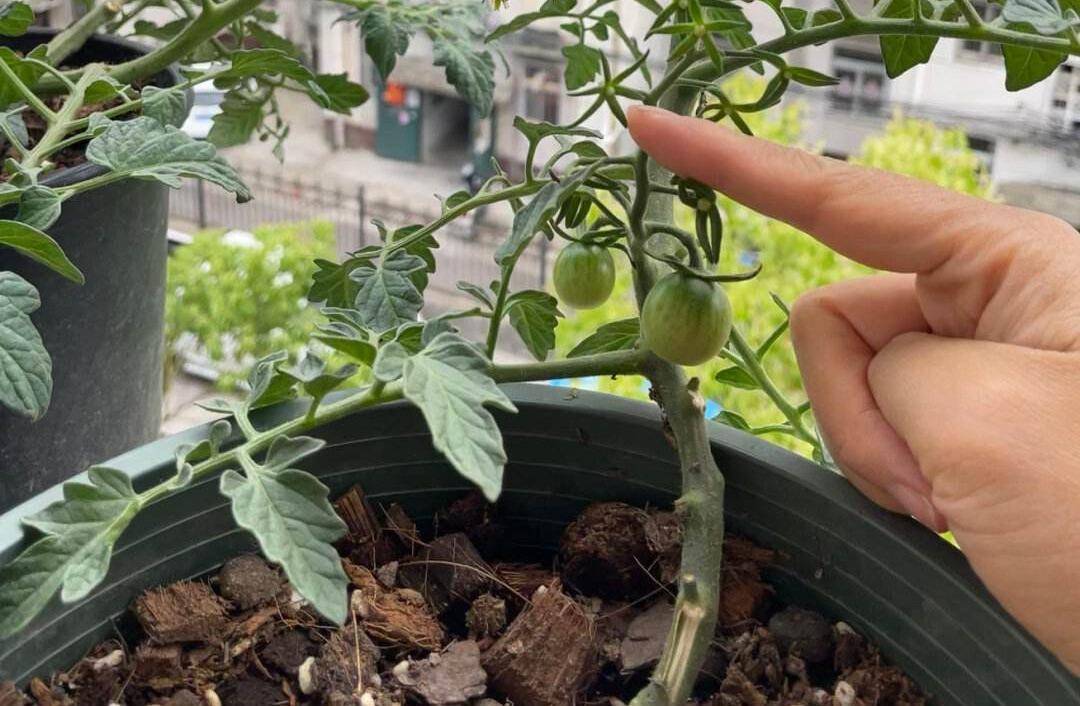 "5种"水果,可以种阳台,硕果累累营养丰富,还特别美观大气