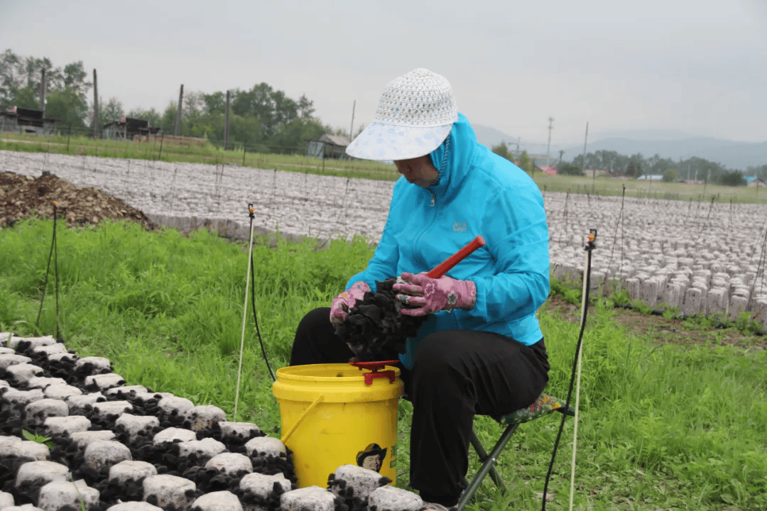 小木耳 大产业 增收致富有"钱"景_种植_吉文_公司