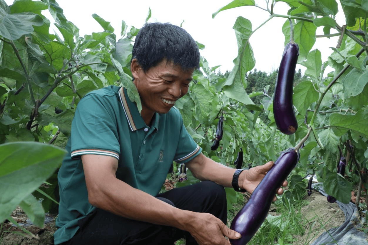 "茄子,辣椒从6月上旬开始采摘,隔一天采摘一次,每次能采