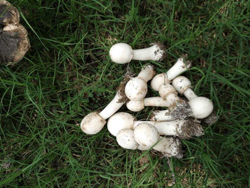 可食用的密褶红菇和稀褶红菇极为相似,主要外观识别特征是菌褶的密度