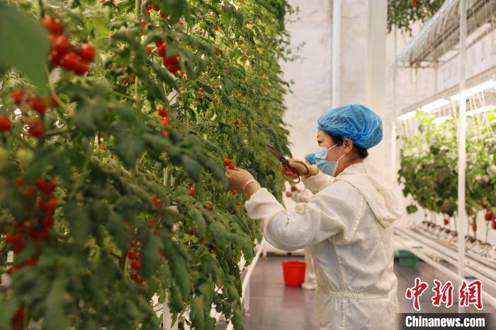 河北南宫:智慧农业带来种菜"新玩法"_蔬菜_温室大棚_自动化