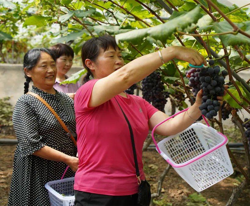 甜!甜!井研高滩葡萄园迎来采摘盛宴