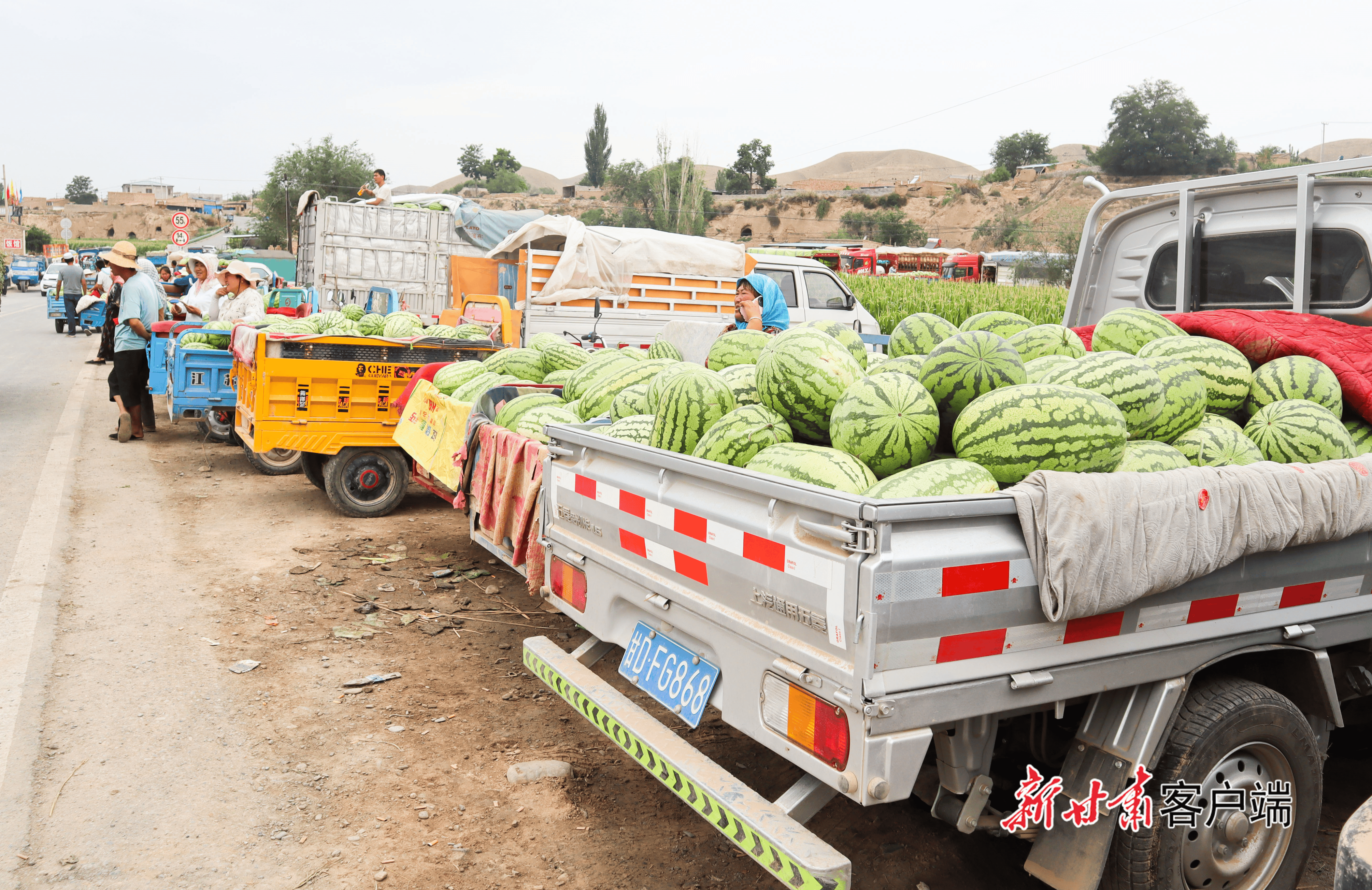靖远西瓜新鲜上市 "甜蜜"产业富民增收