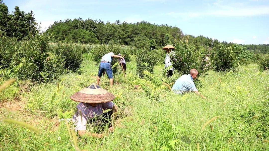 油茶林下种药材以短养长促增收