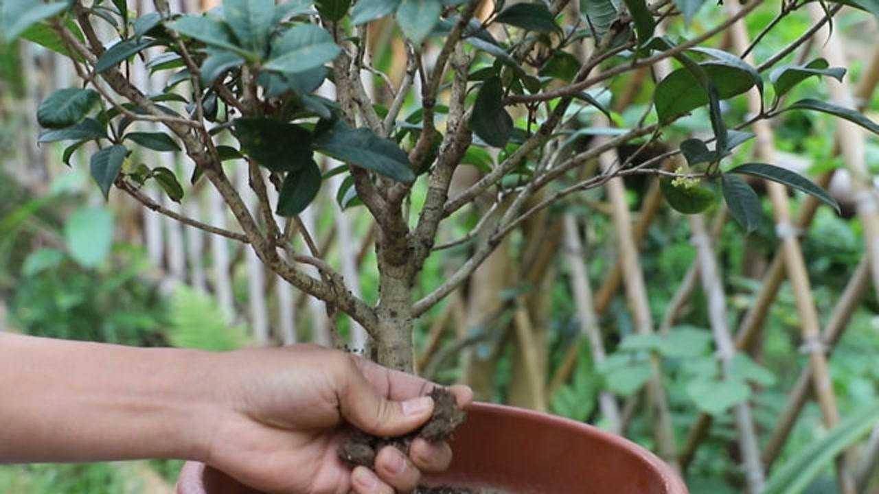 阳台养桂花,有"3怕"要避开,花多,味香,枝叶繁茂_修剪_枝条_开花