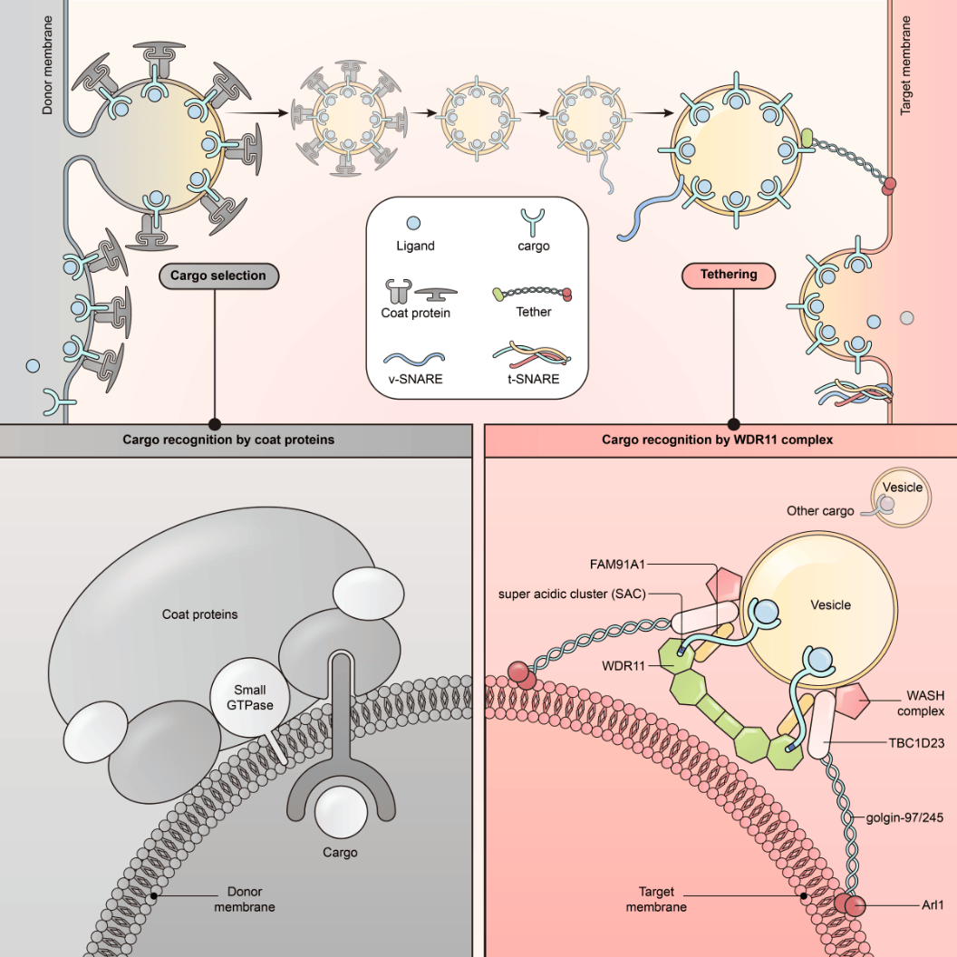 鉴于囊泡运输在细胞生命活动的重要性,科学家们对于调控囊泡运输的