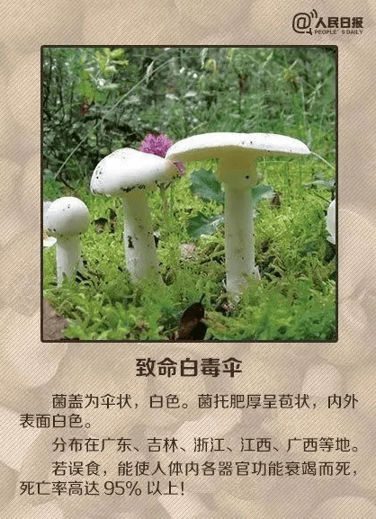 请大家注意预防蘑菇中毒对于野生蘑菇一定要做到不采摘,不食用,不购买