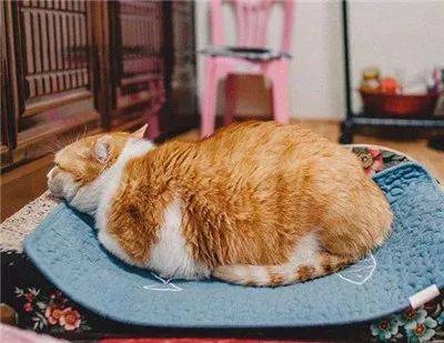 被奶奶带大的橘猫，这画风果然就是跟别人家的猫咪不太一样