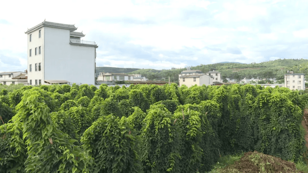 石屏:山药丰收 喜悦满田_村民_松村_种植户