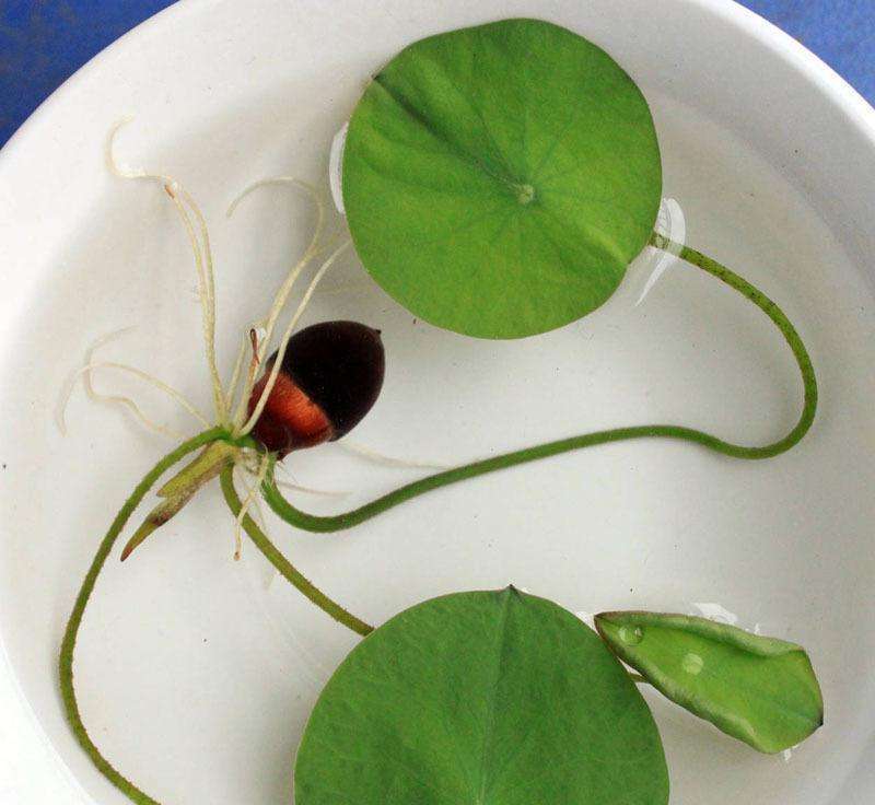 碗莲或是睡莲3种花,适合夏天