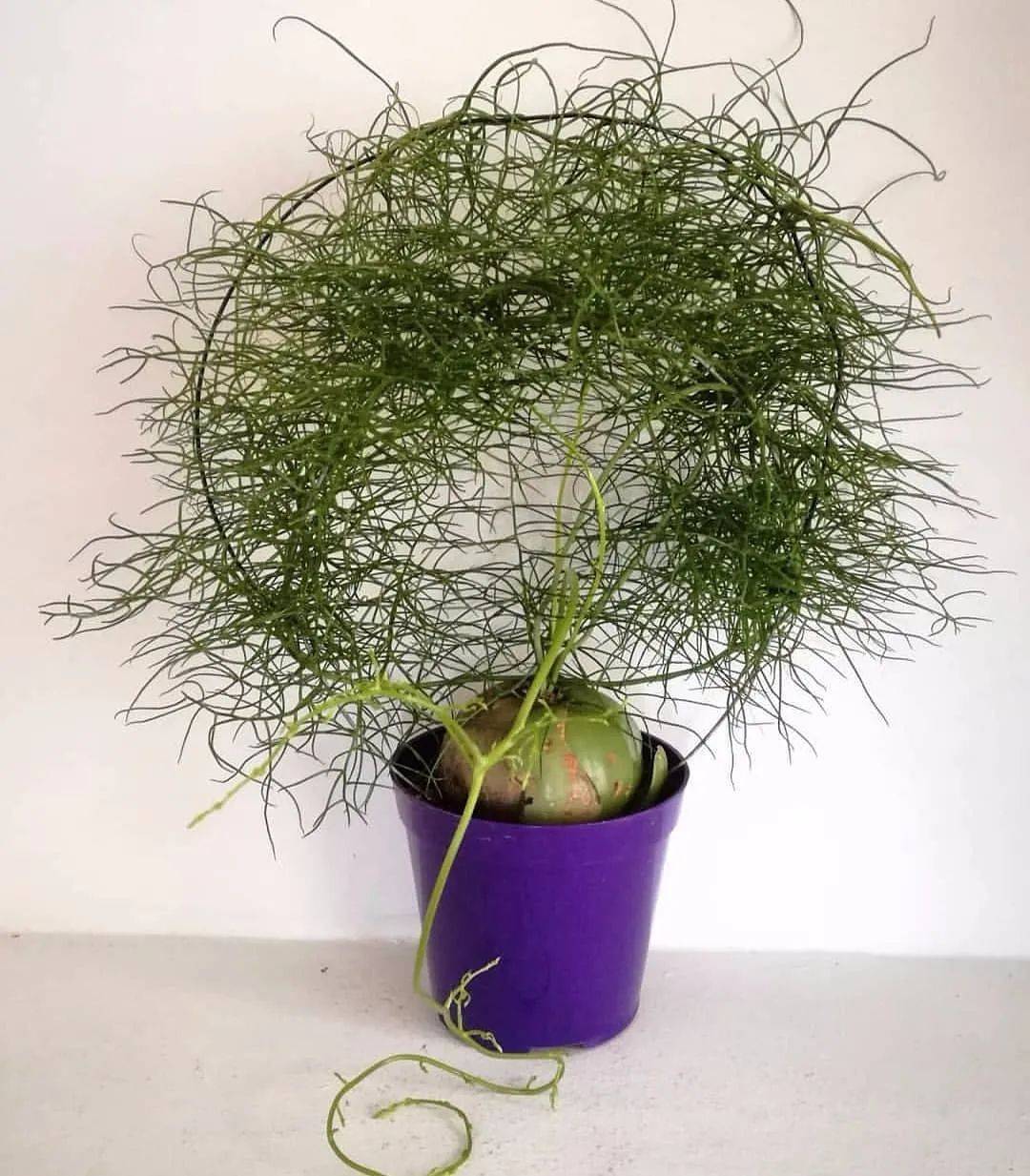 世界上竟有如此不正经的叶子,开眼界了!