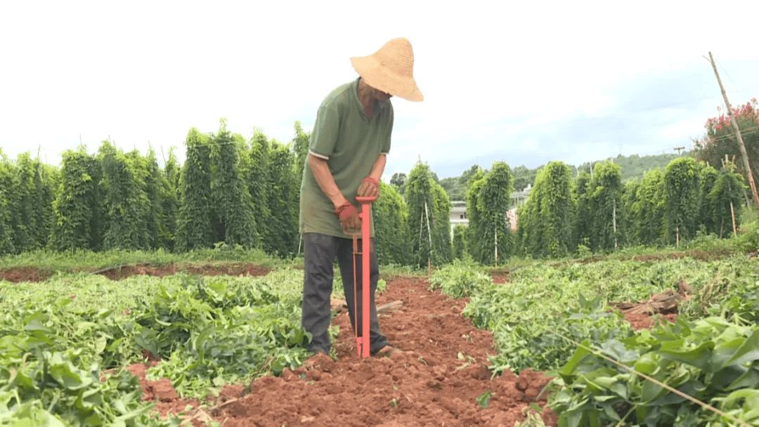 石屏:山药丰收 喜悦满田_村民_松村_种植户