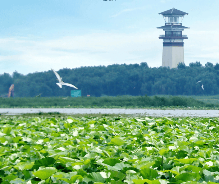 06泗阳成子湖旅游度假区地址:宿迁市泗洪县城头乡part