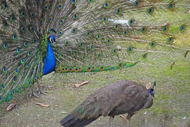 孔雀飞入镇雄百姓家!民警助其"返山林"_颜色_动物园_部门