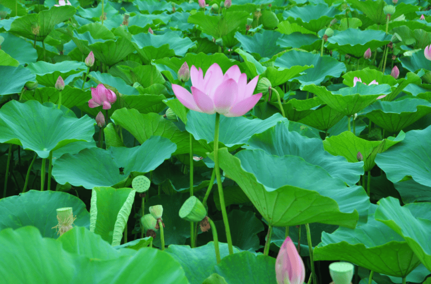 荷花风景 真实图片