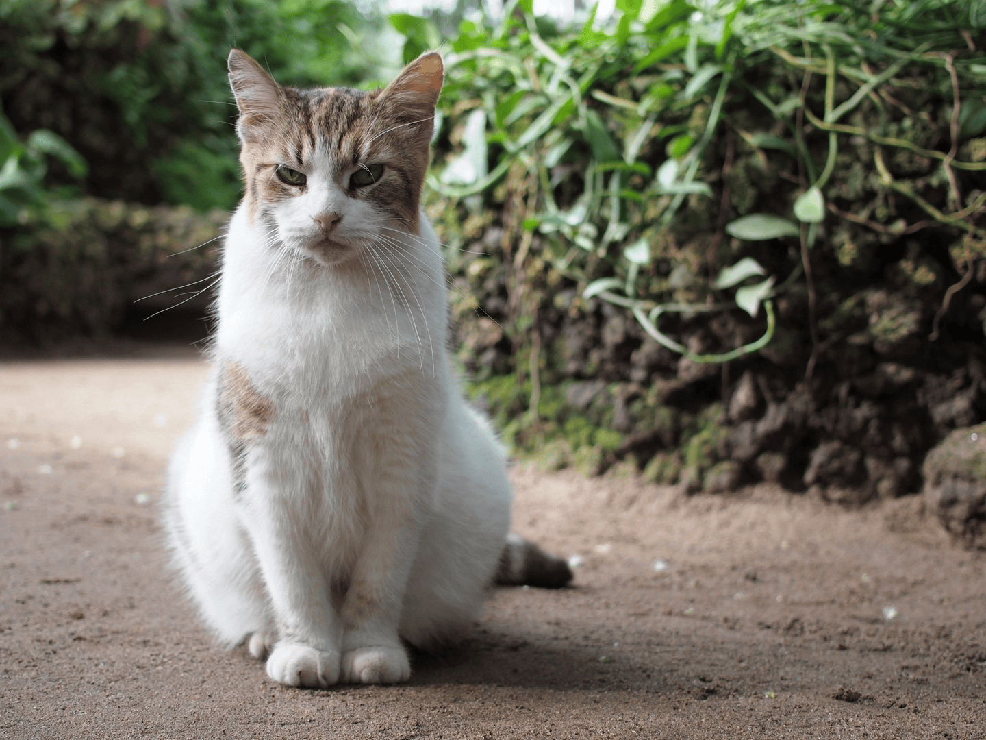 长寿!这只猫"工作"30多年后去世,俄罗斯一植物园为其建造纪念雕像