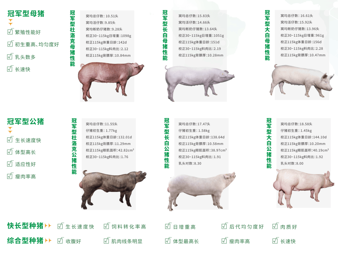 广西扬翔种猪图片