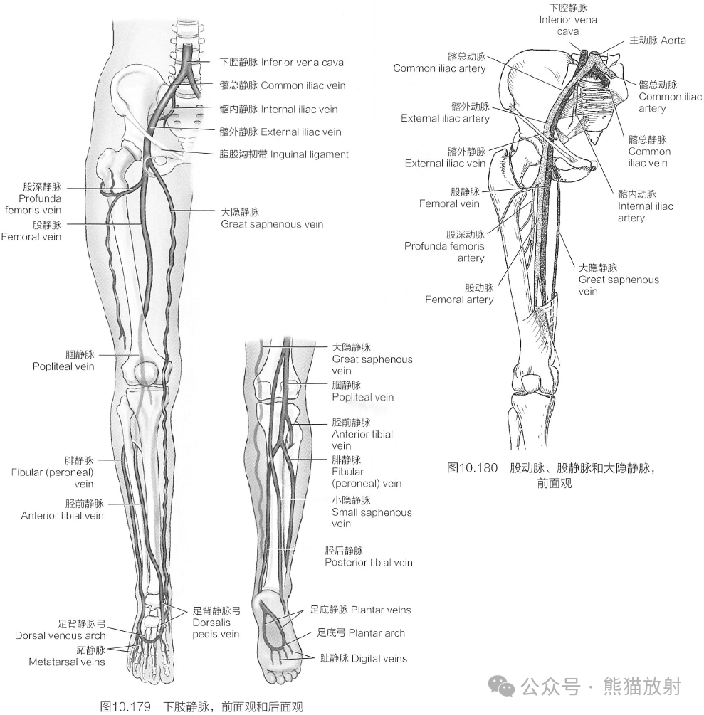 下肢动脉断层解剖图图片
