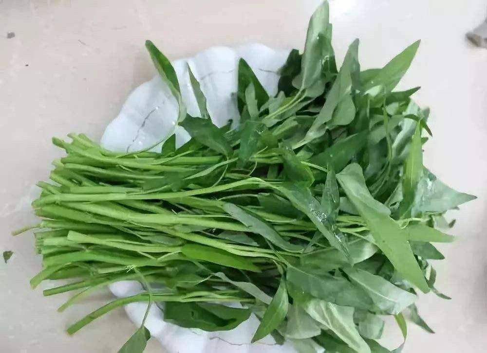 懒人就种"空心菜",扦插1节枝,长出1大盆,4月吃到10月味道赞
