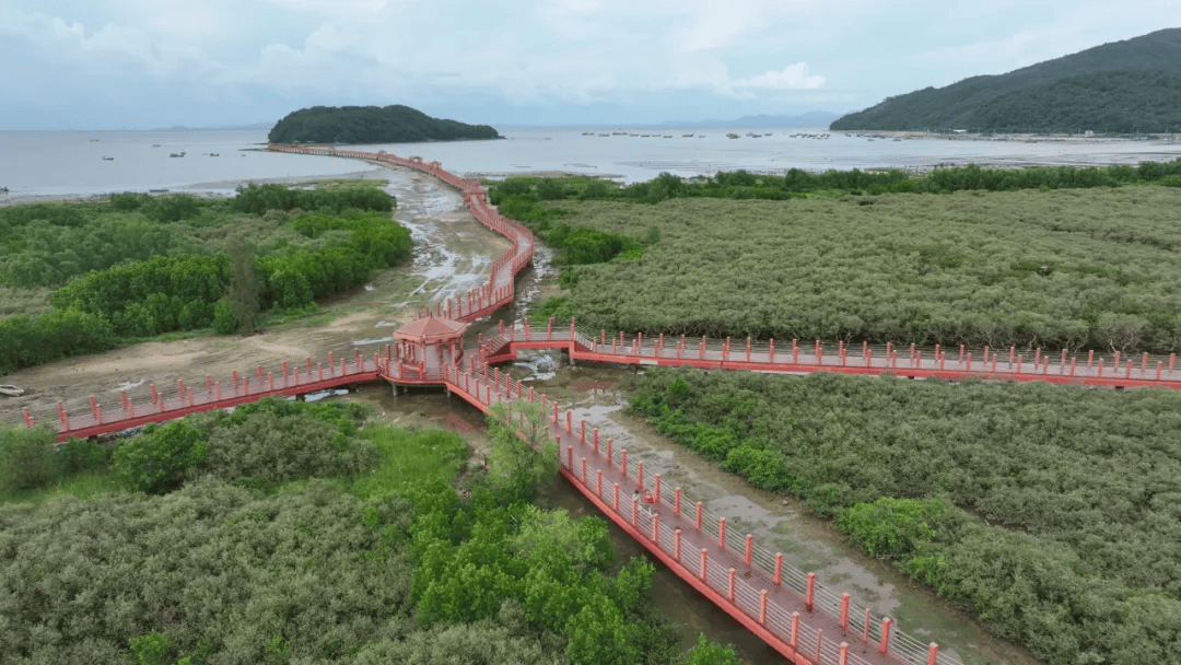 资料图 海陵岛红树林国家湿地公园 宋福亮摄调研期间,人大代表们实地