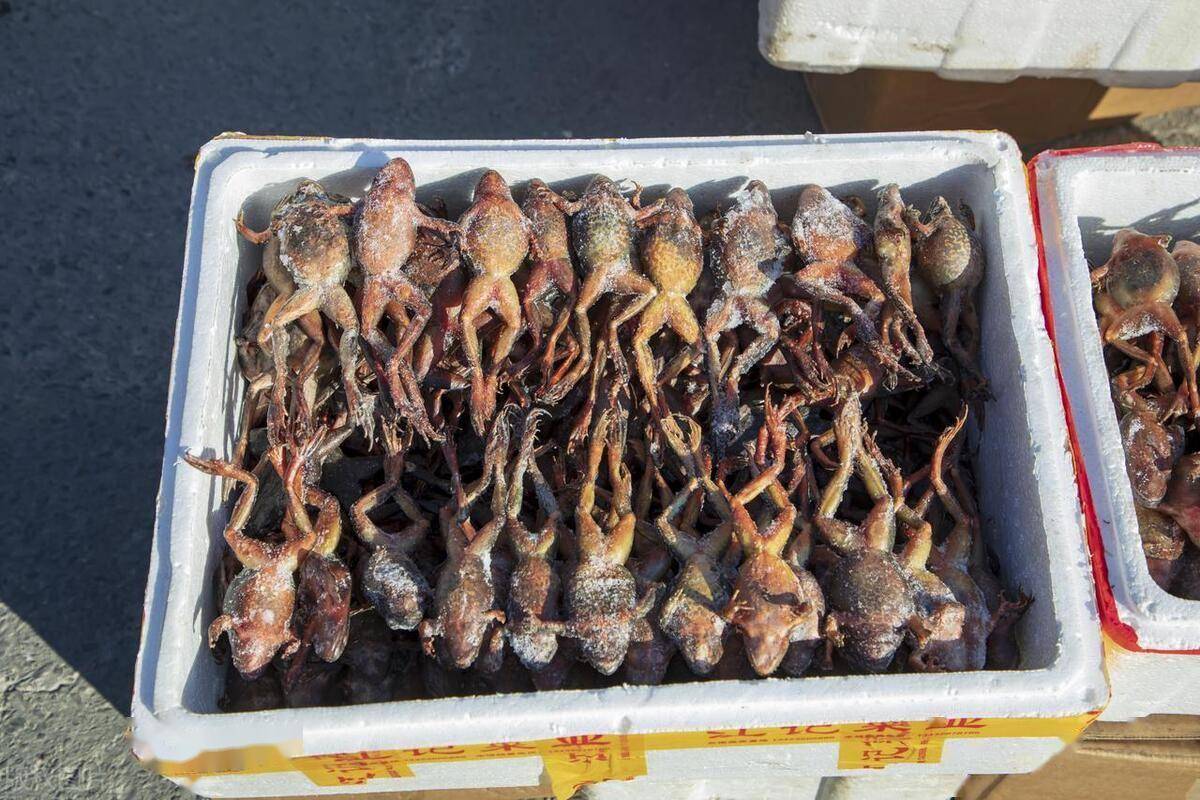 美食中的软黄金,"肚子油"上万元一斤,东北雪蛤为何能整只吃?