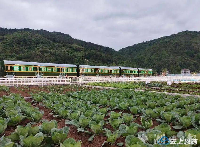 从濒危到"重生",来凤黑猪"减肥"勇闯市场_养殖_蔬果_恩施