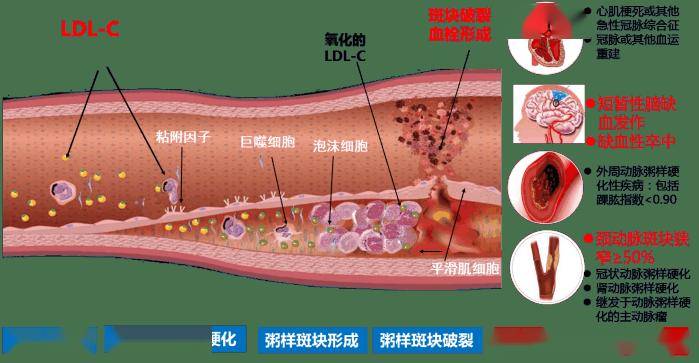 血管内皮结构图片