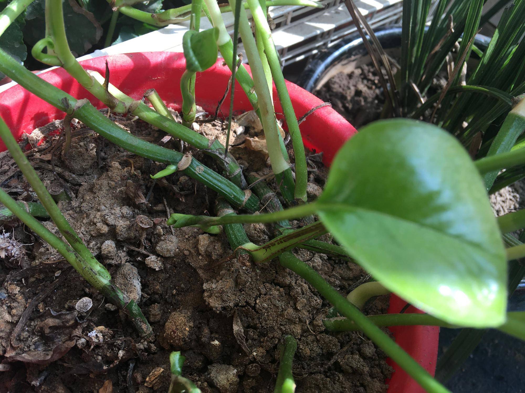 春季养绿萝,有"2点"很关键,生机勃勃绿意盎然,叶子变多了