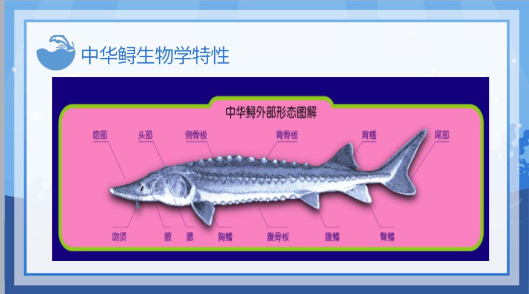 众里"鲟"它,保护中华鲟