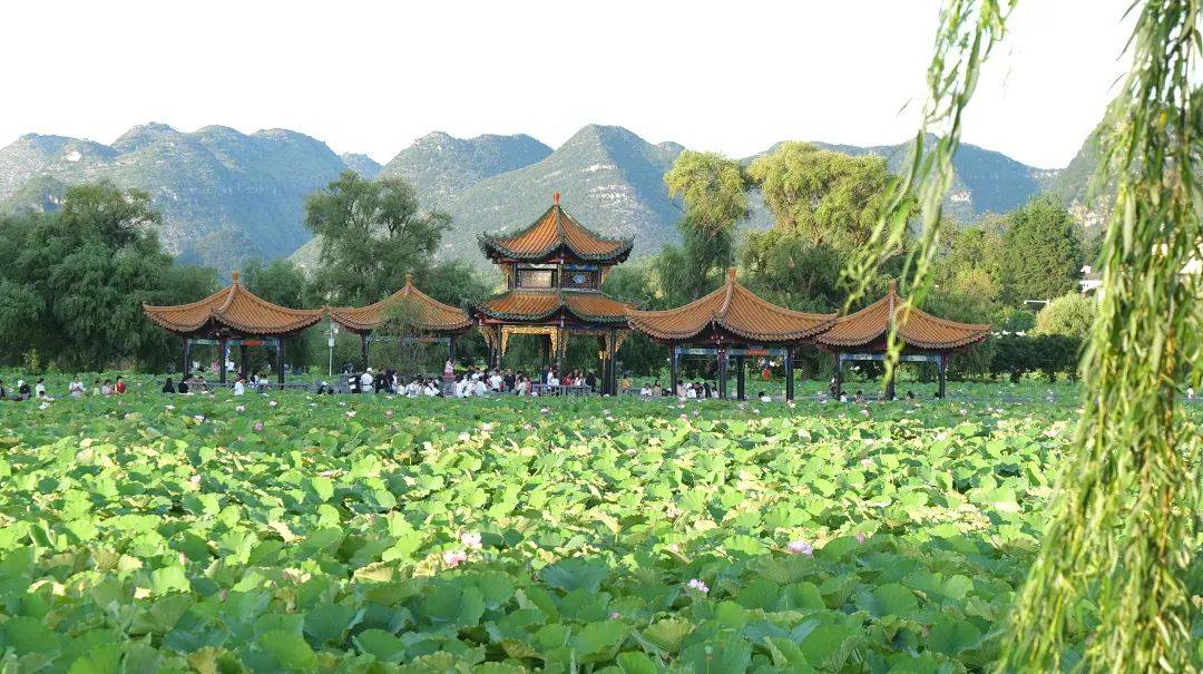 安龙招堤:游客观景赏荷 享受夏日清凉