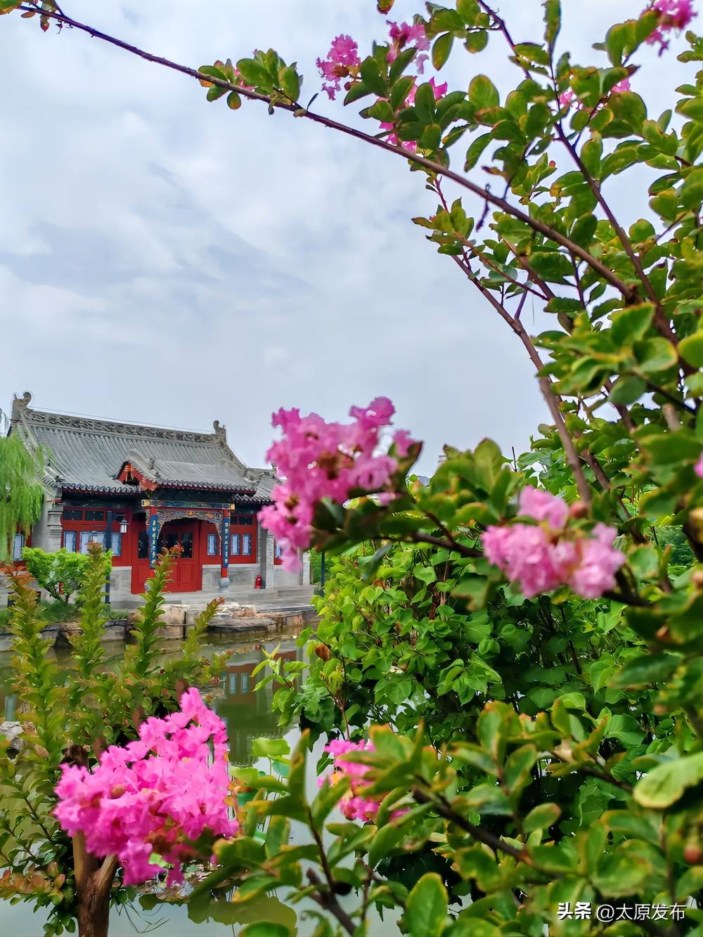 太原:浪漫夏天紫薇花开
