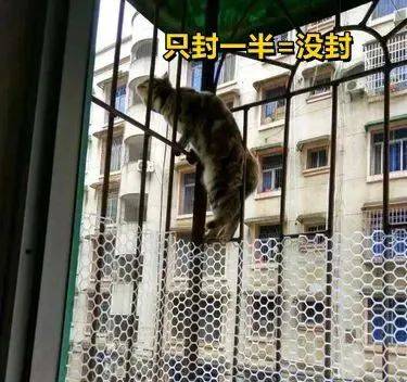 家住17楼，窗外突然出现一只猫猫头？！