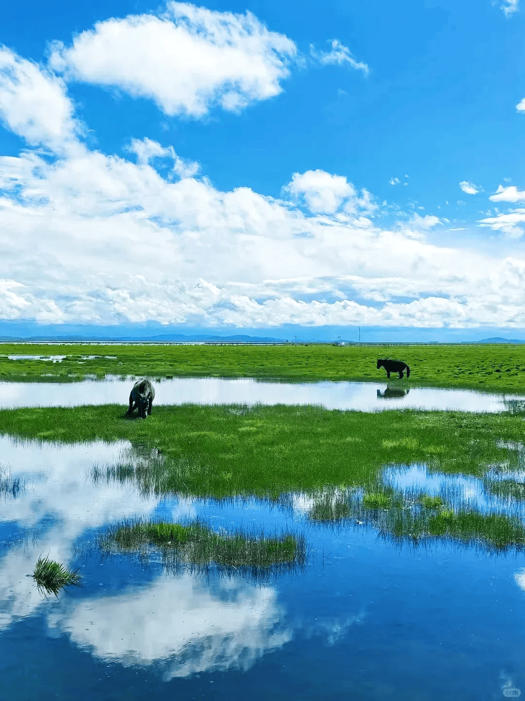 若尔盖大草原花海图片