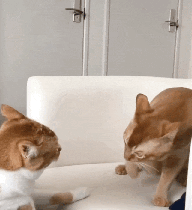 640_700gif 动态图 动图