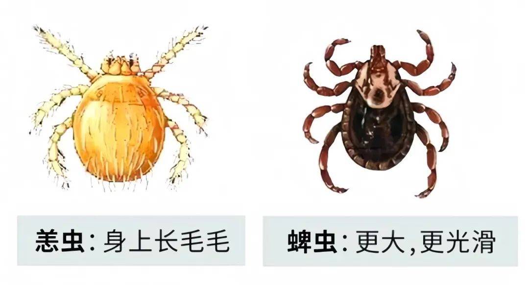 恙虫和蜱虫虽然外形相似,但是并不是一种虫,它们体型大小不同