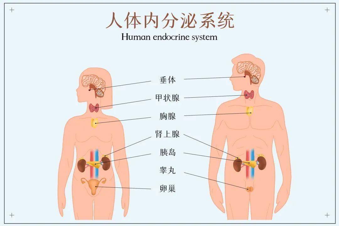 内分泌系统是一个非常庞大的中台