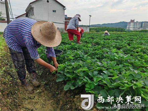 汉中市勉县定军山镇:草莓苗育出联农带农新路径