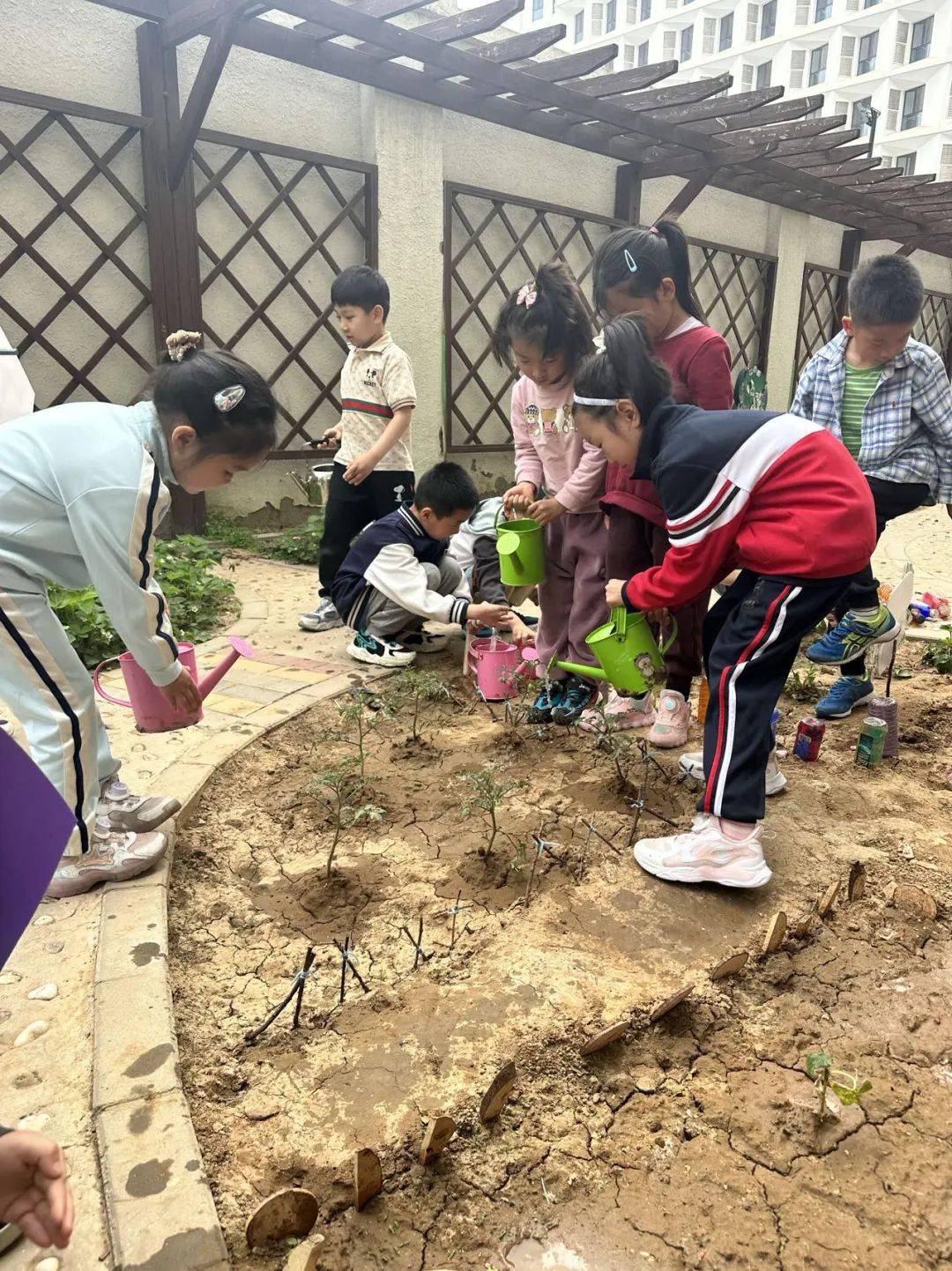 通州区幼儿园 |【班级动态】大二班种植主题活动——感受劳动之美