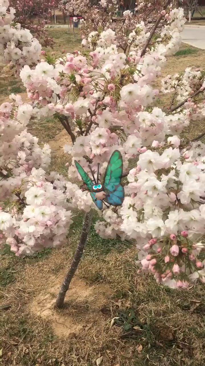 孤柏渡飞黄旅游区樱花图片