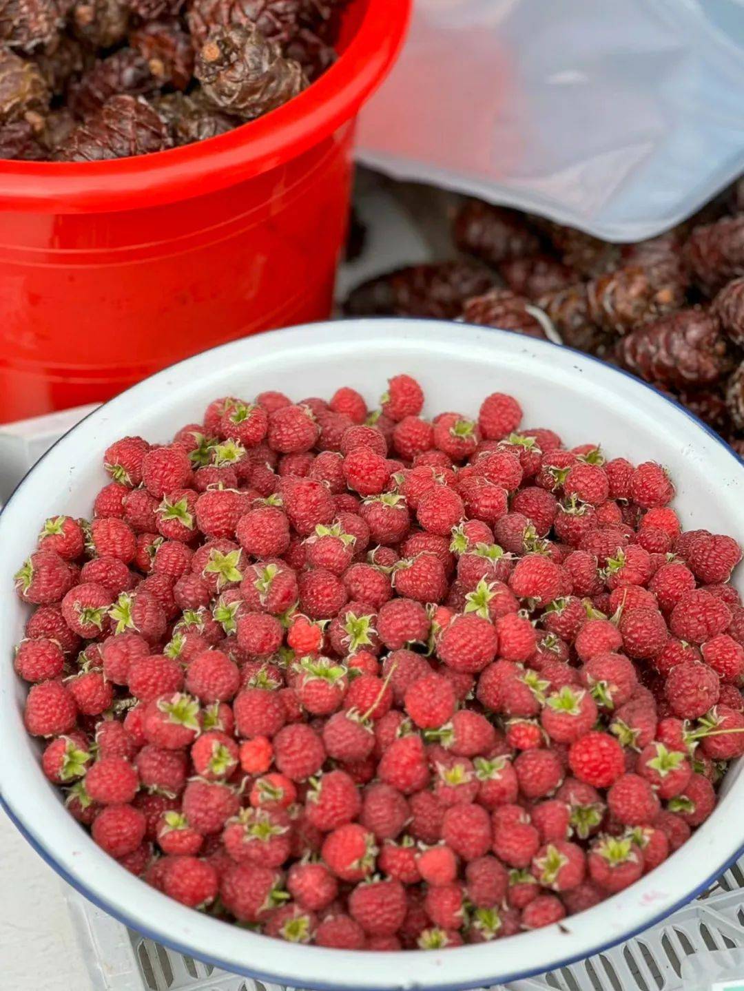 东北人不懂,自家后院果子咋就成了"欧洲之宝"?_树莓_水果_红色