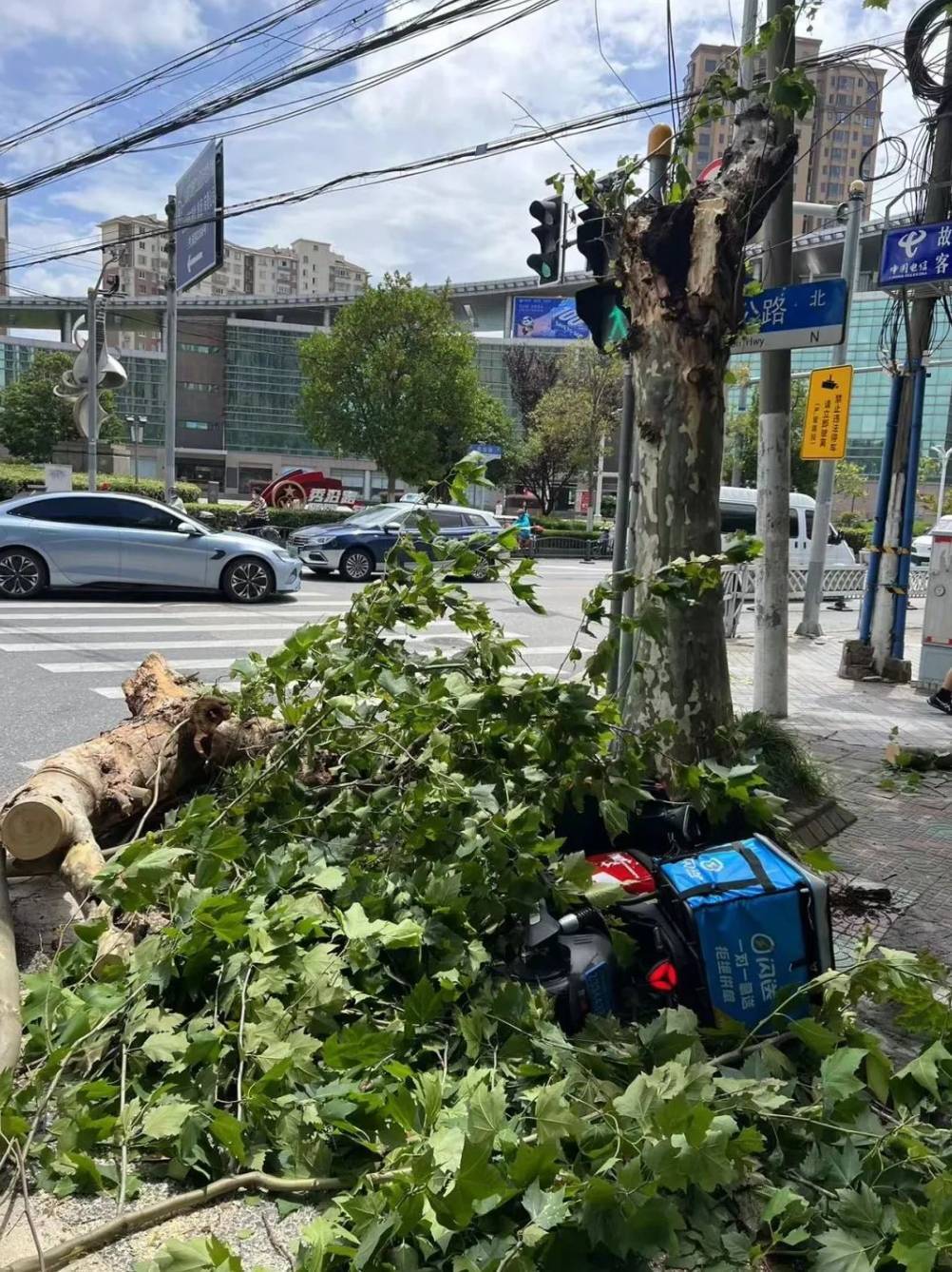 上海昨日大风一棵行道树突然折断，一名“闪送”小哥被砸身亡