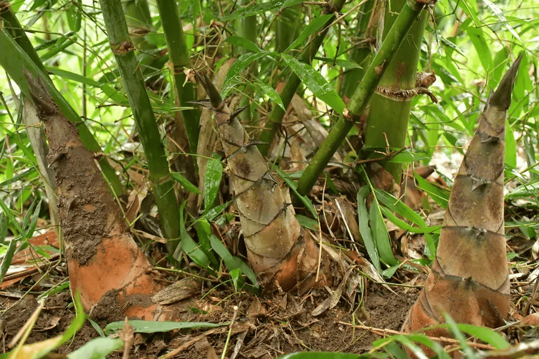 二挖,三断根竹林迎来了一年中最热闹的季节一个个水灵鲜嫩的竹笋破土