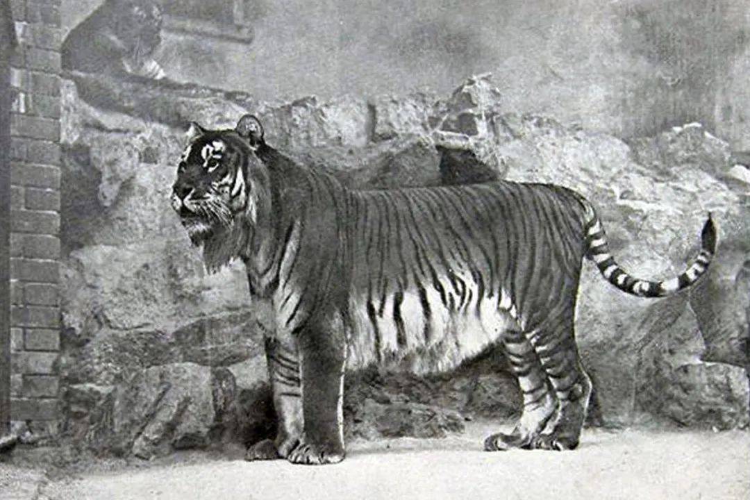 世界爱虎日,爱(i)老虎(love)呦(u)