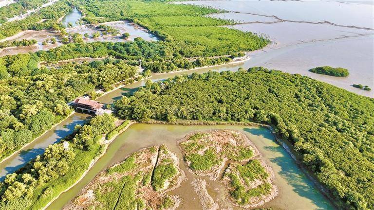 深圳红树林面积近300公顷_湿地_自然保护区_公园