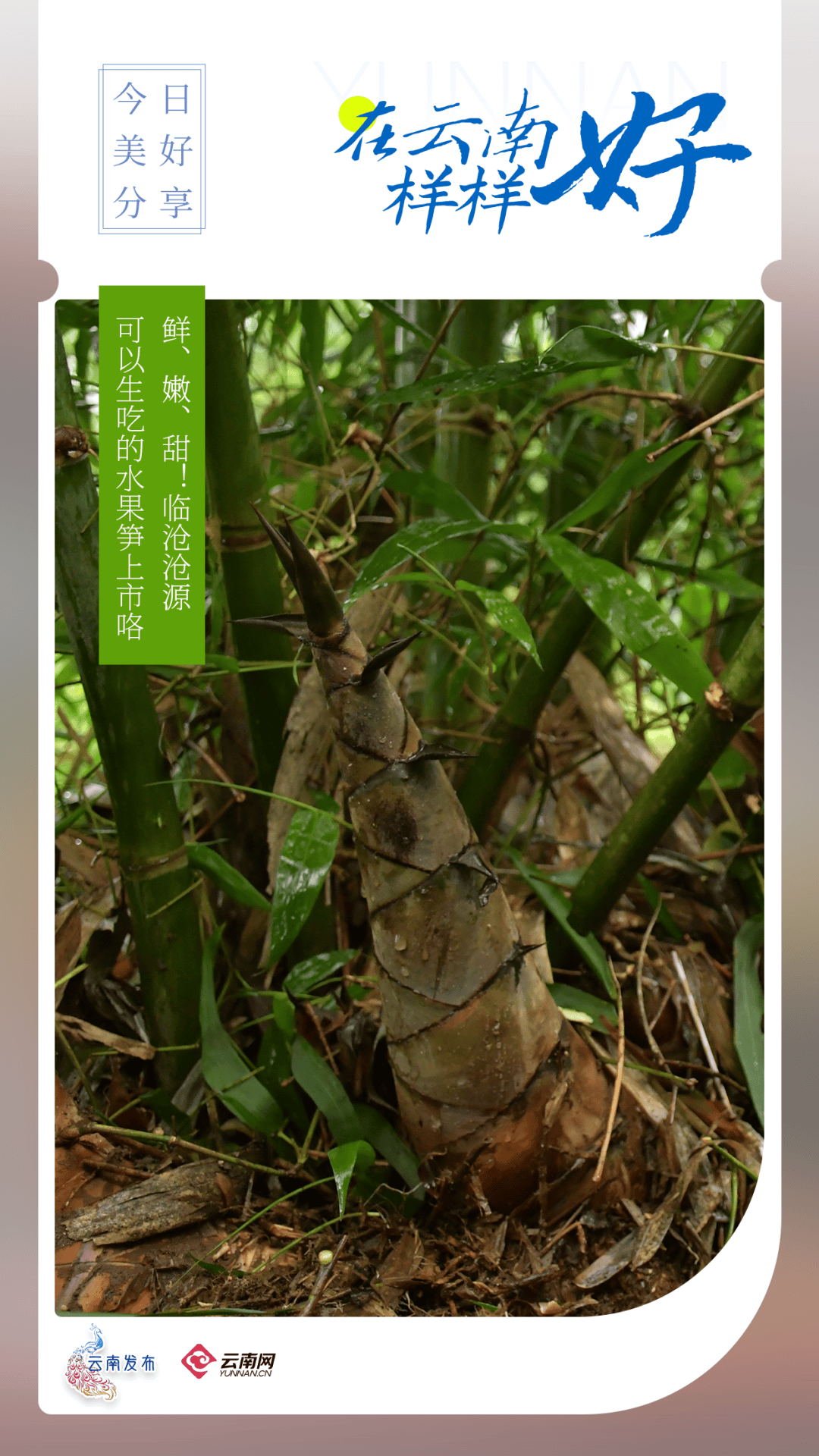 鲜、嫩、甜!可以生吃的水果笋上市咯_种植_甜笋_竹笋