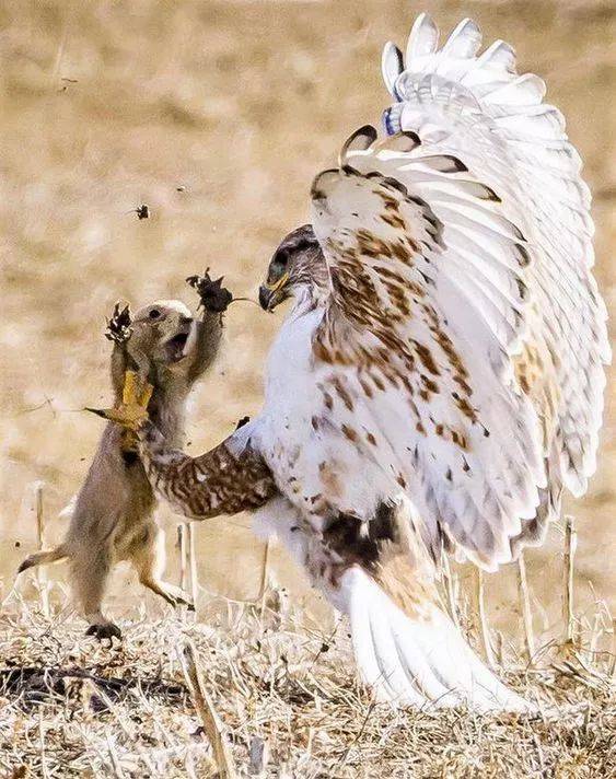 用生命才抓拍到的精彩瞬间!实在太厉害了!让人大开眼界!